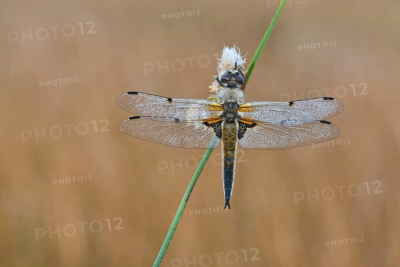 Four-spotted chaser