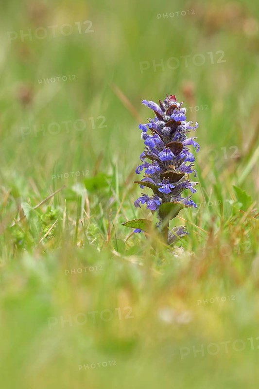 Blue bugle