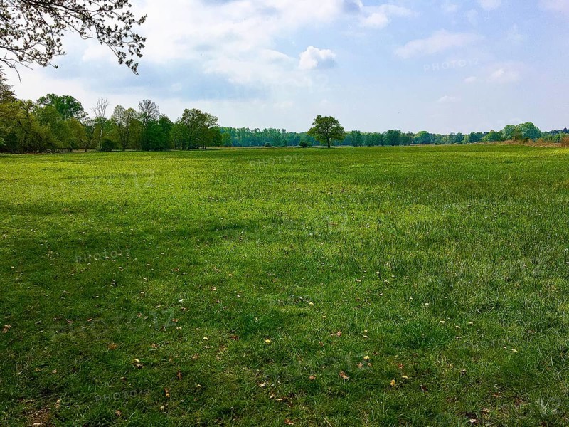 Forage meadow in spring