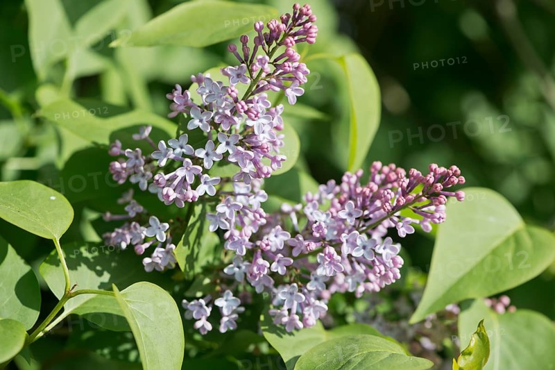 Common lilac