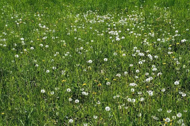 Meadow