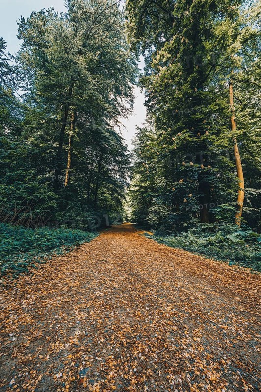 Hiking trail in the forest in the Deister near Hanover