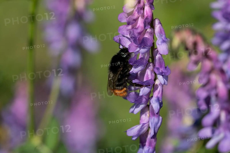 Red-tailed bumblebee