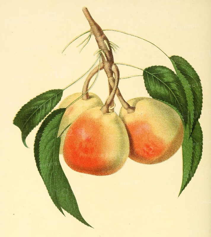 Birne der Sorte Doyenne dEte pear