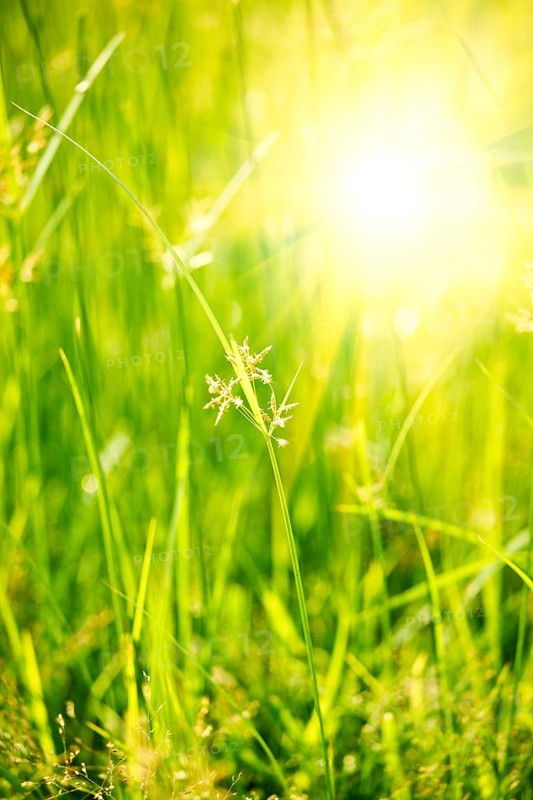 Green grass
