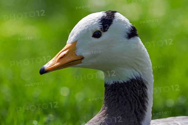 Bar-headed goose