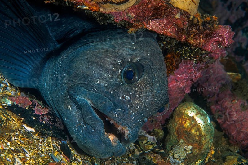 Atlantic wolffish