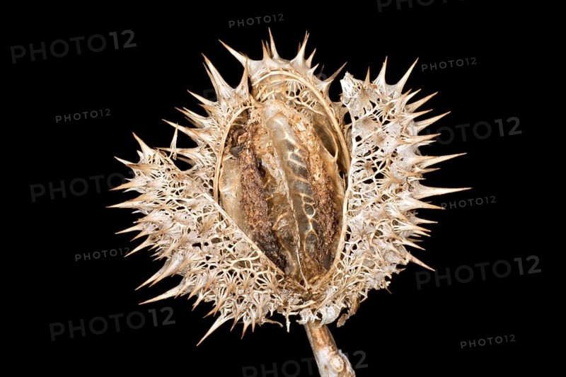 Dried cover of a jimson weed
