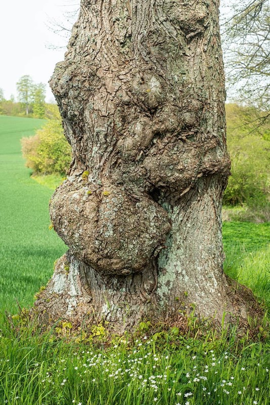 Old gnarled elm tree in Charlottenlund avenue