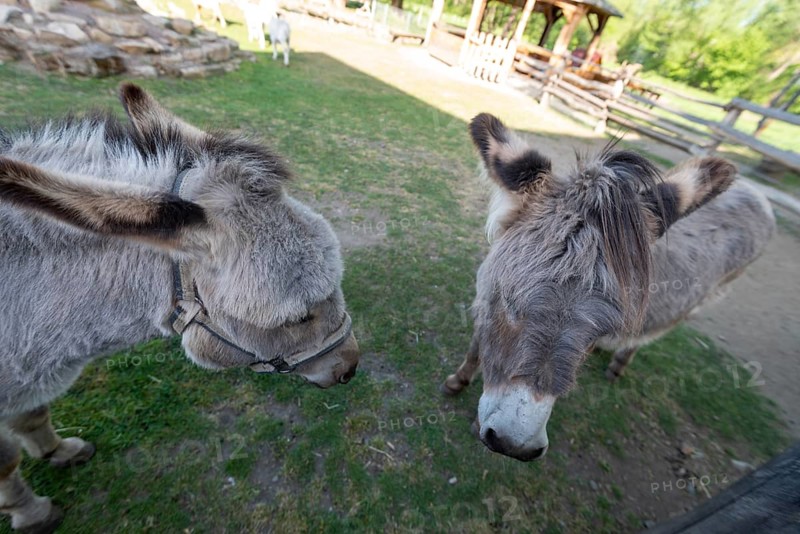 Two donkeys