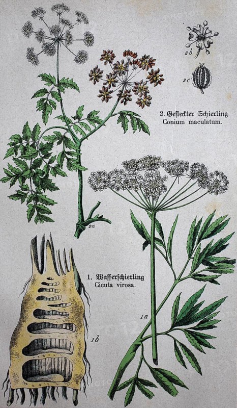 Poisonous Apiaceae umbellifer