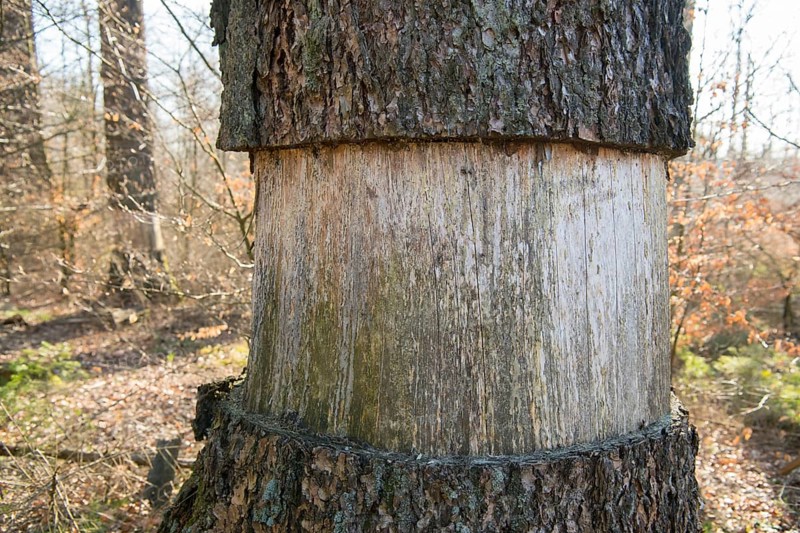 Ringing in the Eifel National Park