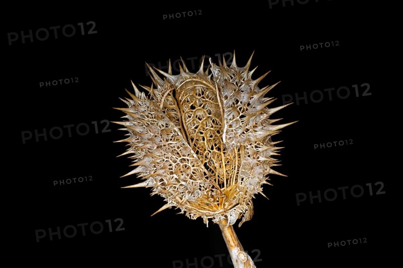 Dried cover of a jimson weed