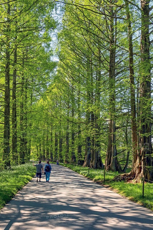Avenue with primeval sequoias