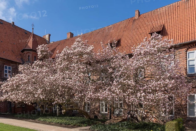 Flowering magnolias