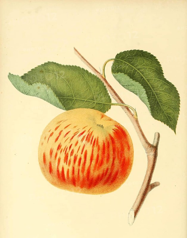 Apfel der Sorte the Gravenstein Apple