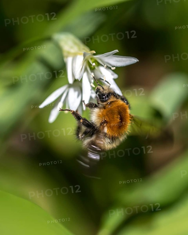 Tree bumblebee