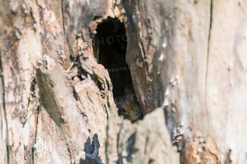 Bank vole