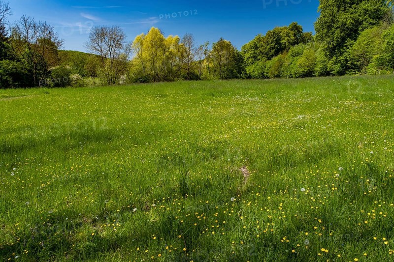 Meadow