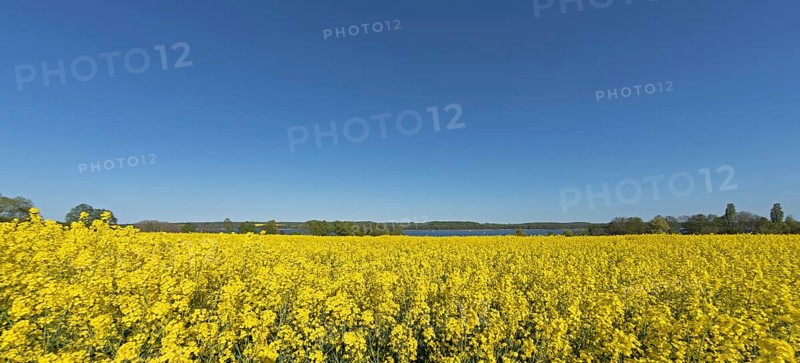 Rape field