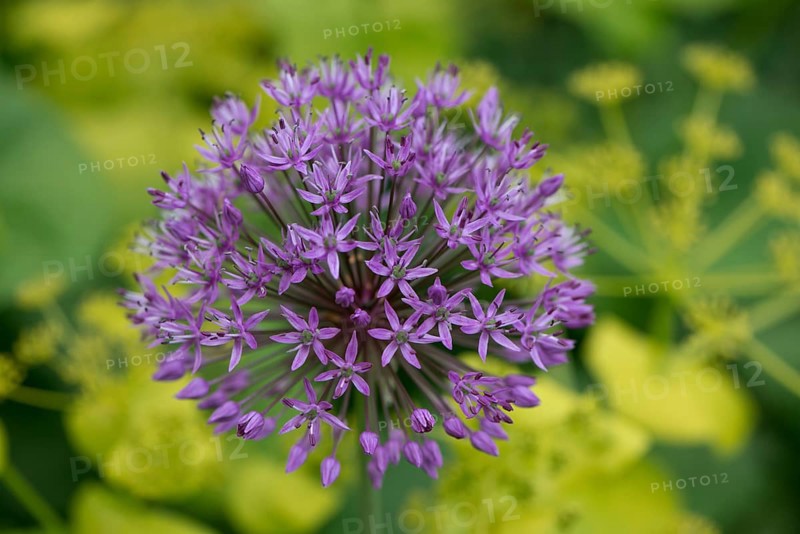 Ornamental garlic