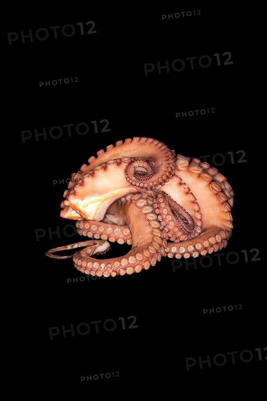 Cooked mexican four-eyed octopus
