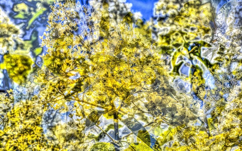 Flowers creative