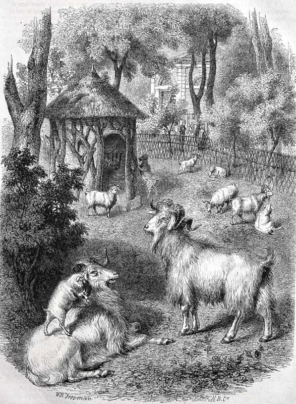 Cashmere goats from Tibet in the garden of the Museum of Nature in Paris