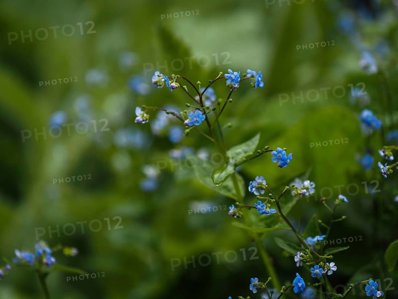 Wood forget-me-not