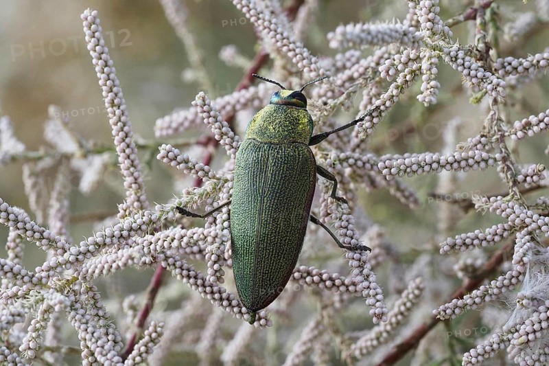 Macro
