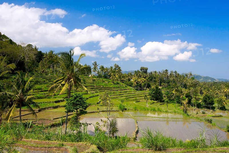 Green rice terraces on Bali island