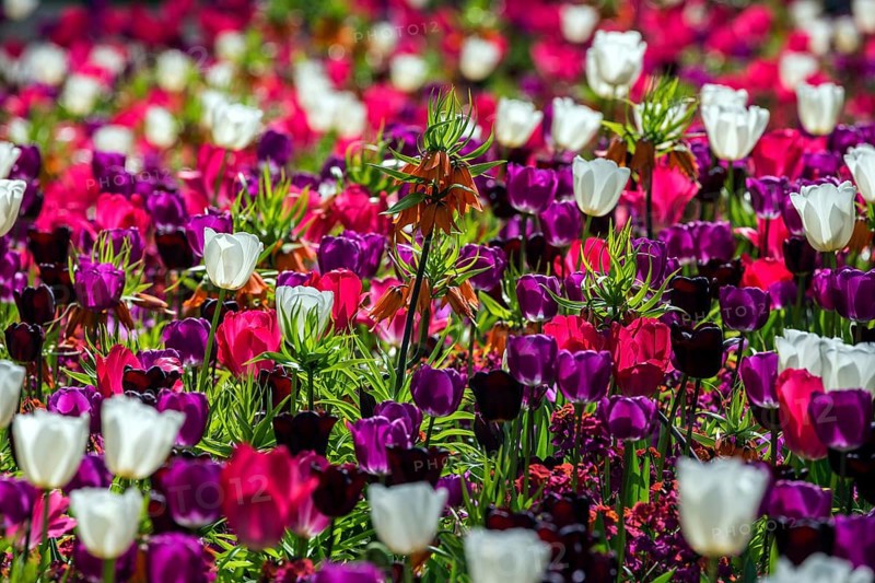 Field with flowering tulips