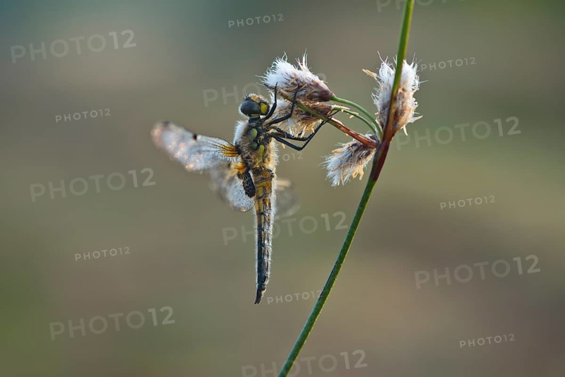 Four-spotted chaser