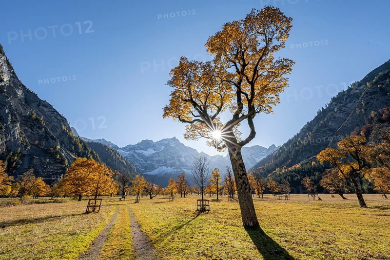 Sun star