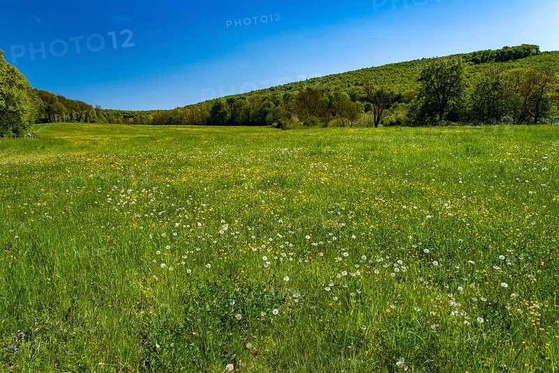Meadow
