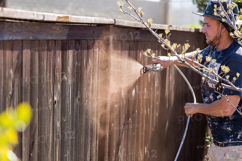 Professional painter spraying house yard fence with wood stain