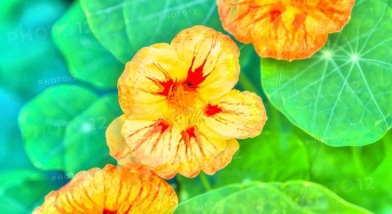 Flowers creative
