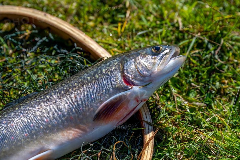 Fishing