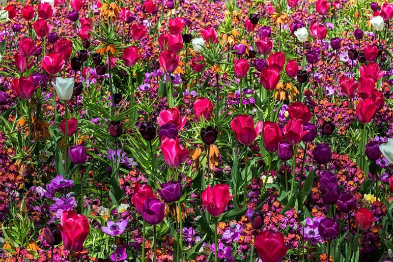 Field with flowering tulips