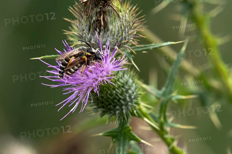 White-banded six-banded furrow bee
