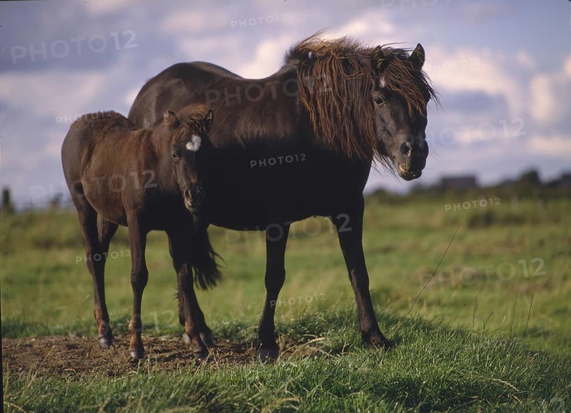 Dartmoorpony