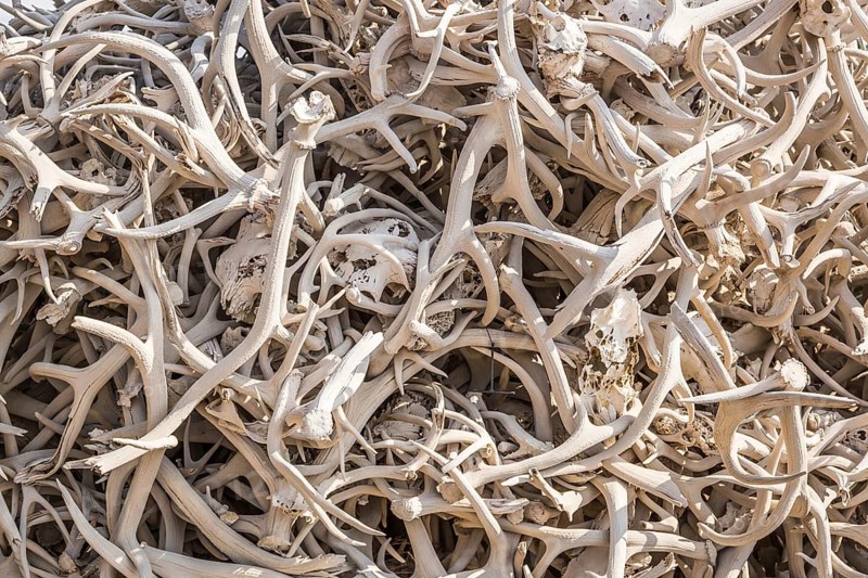 Pile of various animal skulls and elk antlers