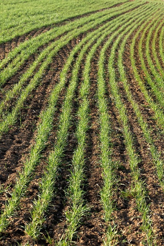 Sprouting winter wheat
