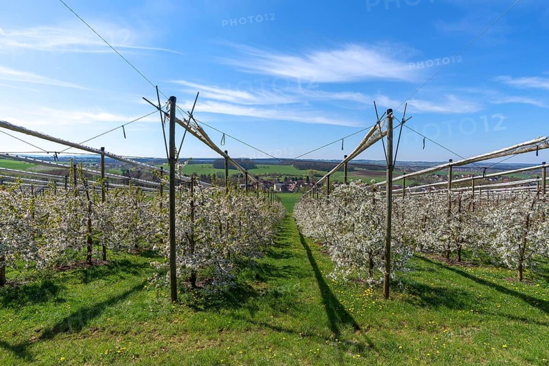 Blossoming wild cherry