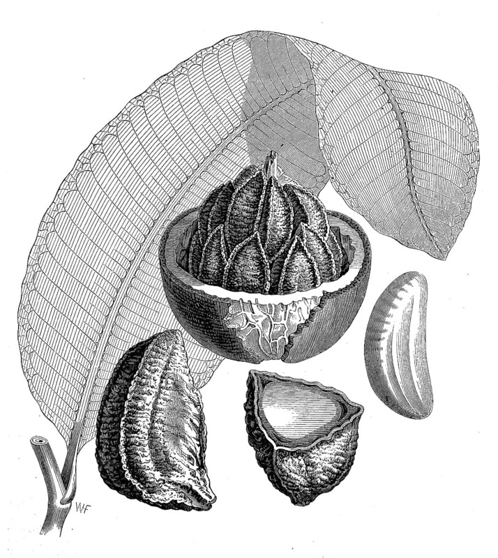 Brazil nut