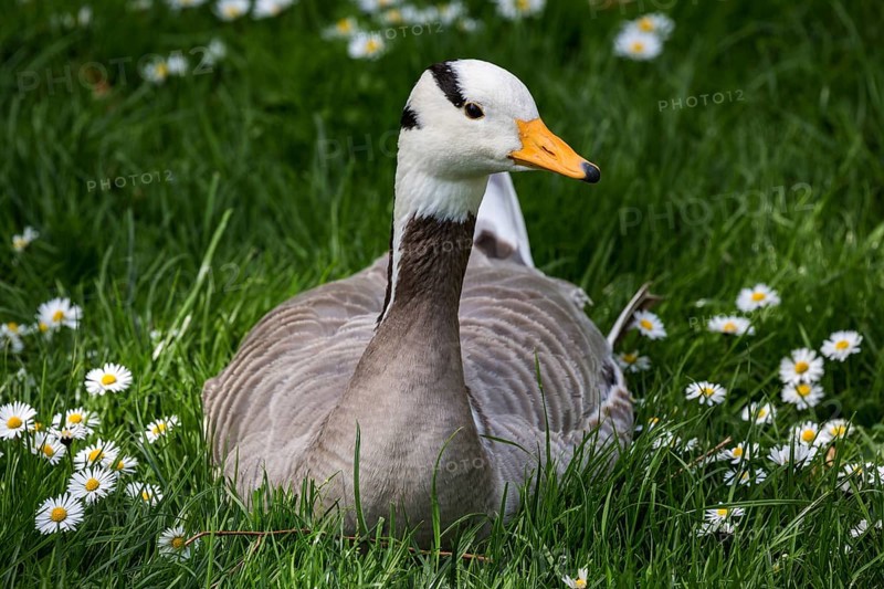 Bar-headed goose