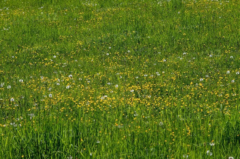 Meadow