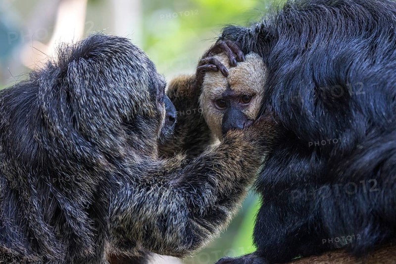 White-faced saki