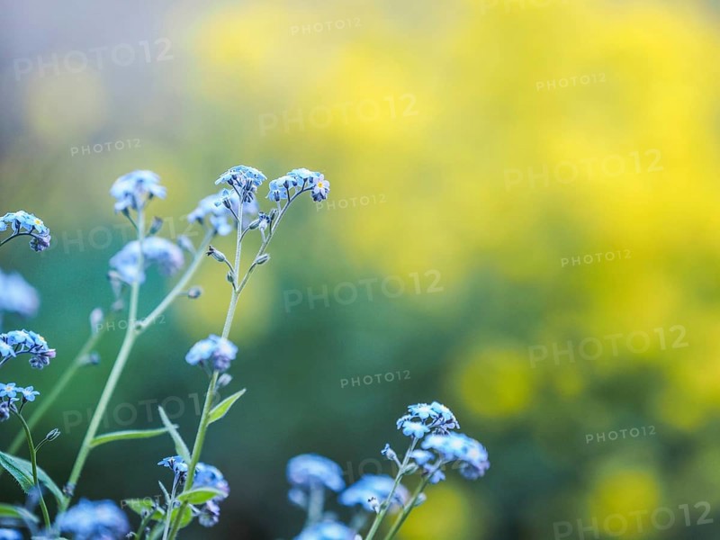 Wood forget-me-not