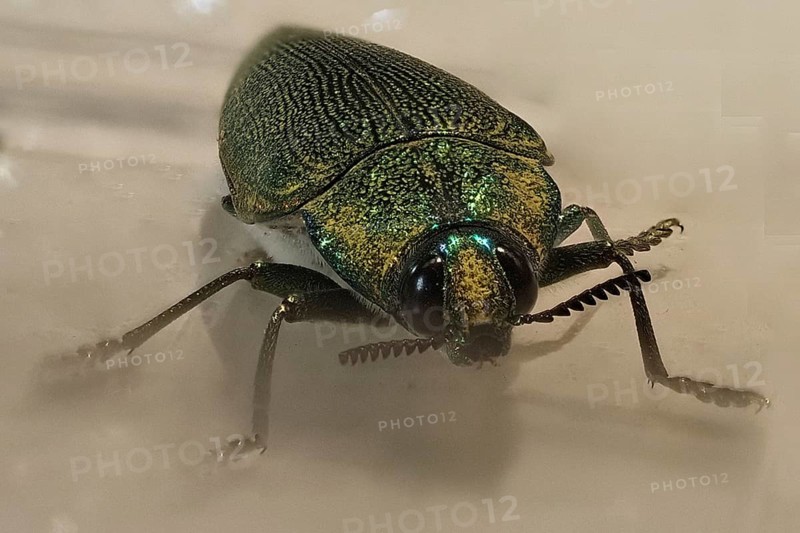 Macro
